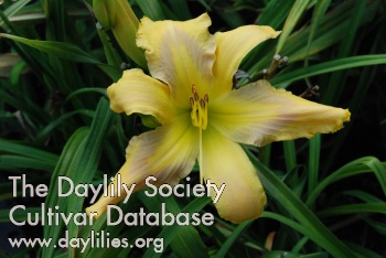 Daylily Country French